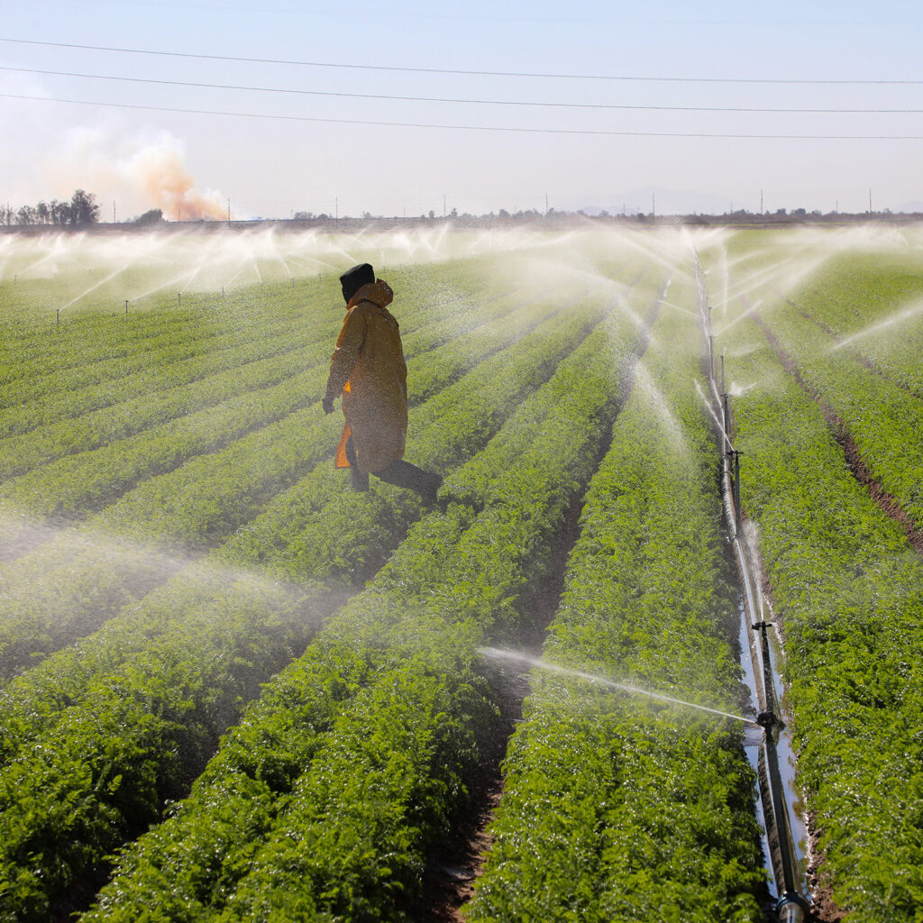 farming irrigation spraying on the fields